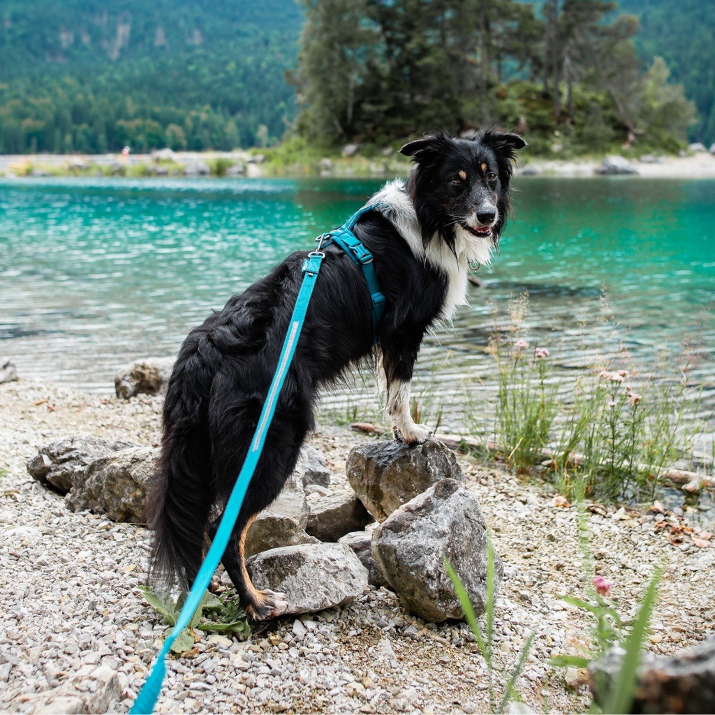 Non-stop dogwear Führgeschirr Line Harness 5.0 teal