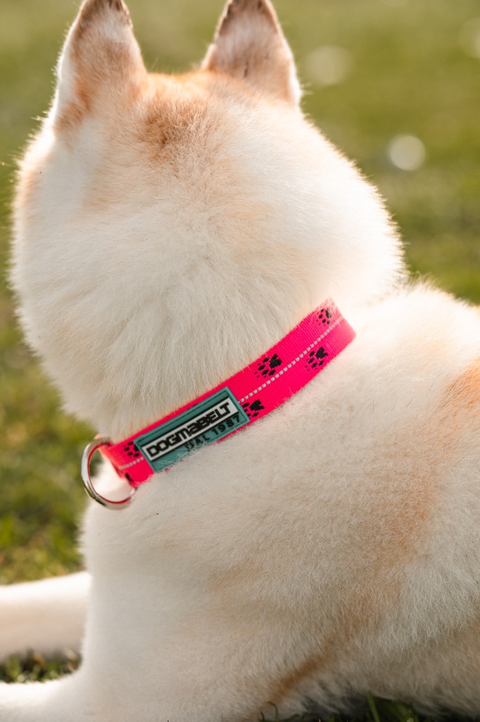 Dogmabelt Halsbänder